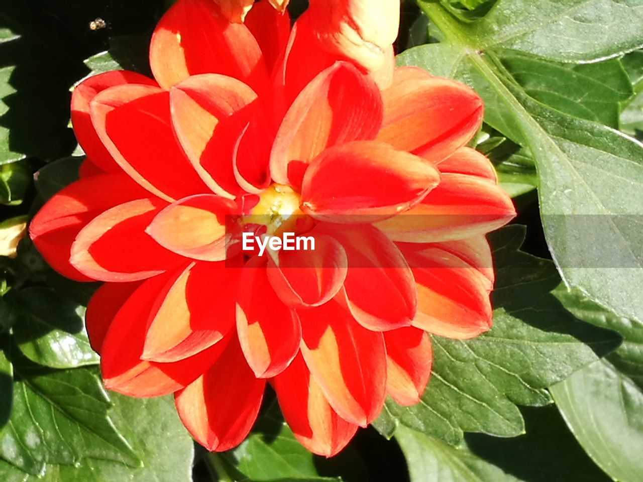 CLOSE-UP OF RED FLOWER