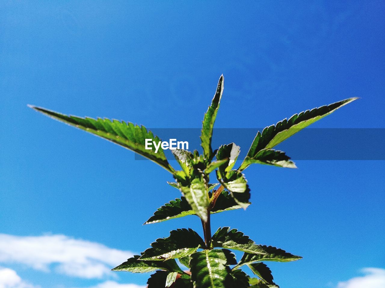 Low angle view of plant against blue sky