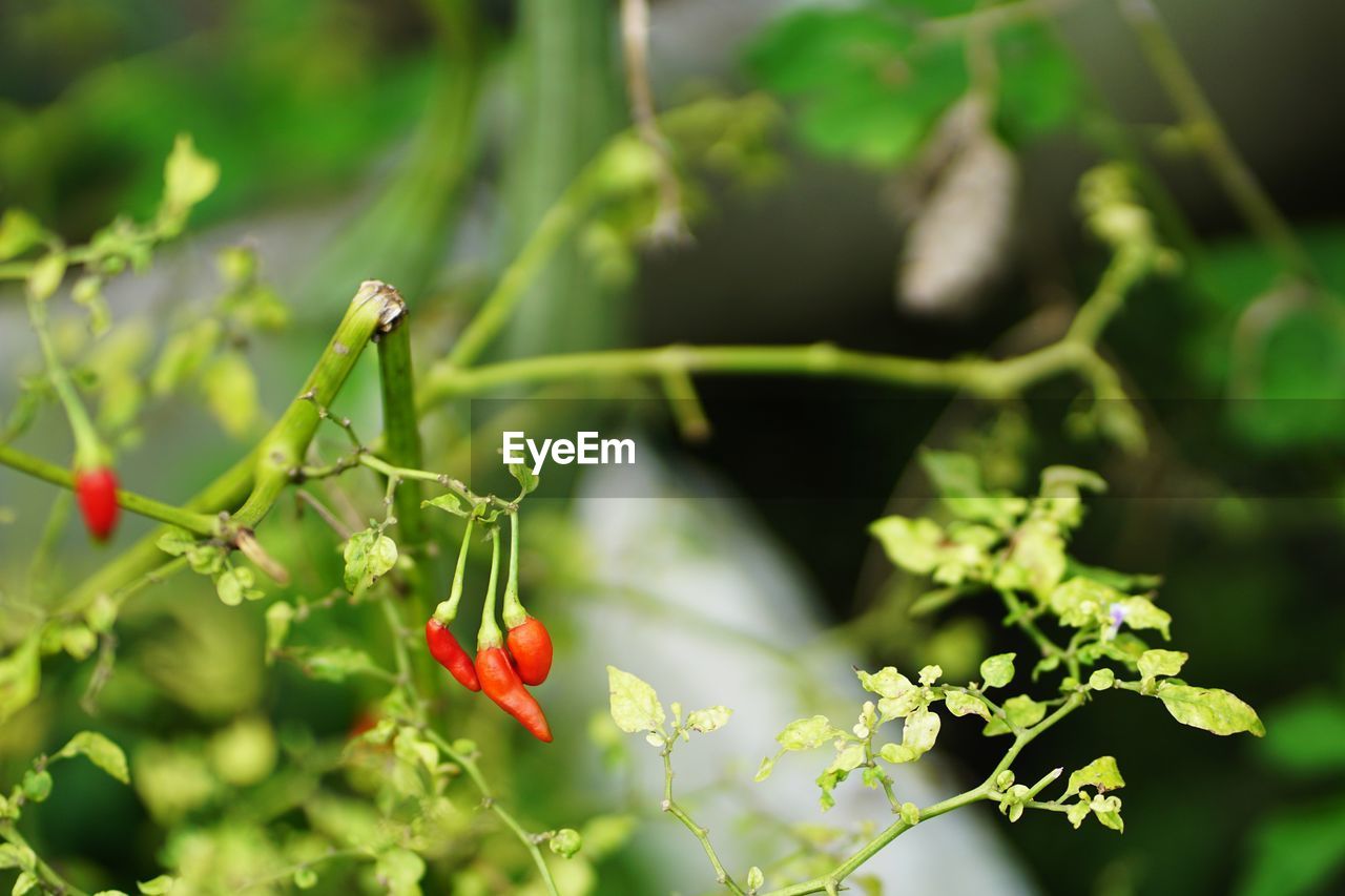 CLOSE-UP OF FRUITS ON PLANT