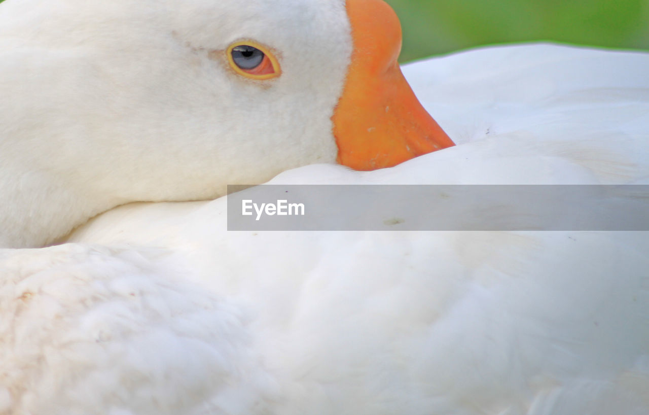 CLOSE-UP OF A WHITE BIRD