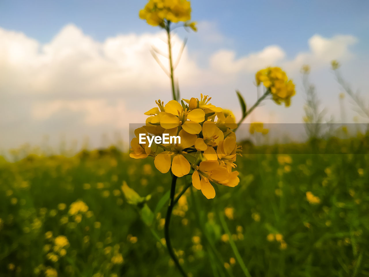 plant, flower, flowering plant, yellow, beauty in nature, field, rapeseed, sky, freshness, nature, landscape, meadow, rural scene, prairie, growth, land, sunlight, cloud, environment, springtime, agriculture, flower head, canola, grassland, summer, close-up, blossom, produce, focus on foreground, no people, grass, fragility, crop, vibrant color, wildflower, plain, outdoors, oilseed rape, scenics - nature, inflorescence, petal, food, tranquility, mustard, farm, non-urban scene, day, food and drink, idyllic, selective focus, botany, green, macro photography, tranquil scene, sunset, multi colored, sun