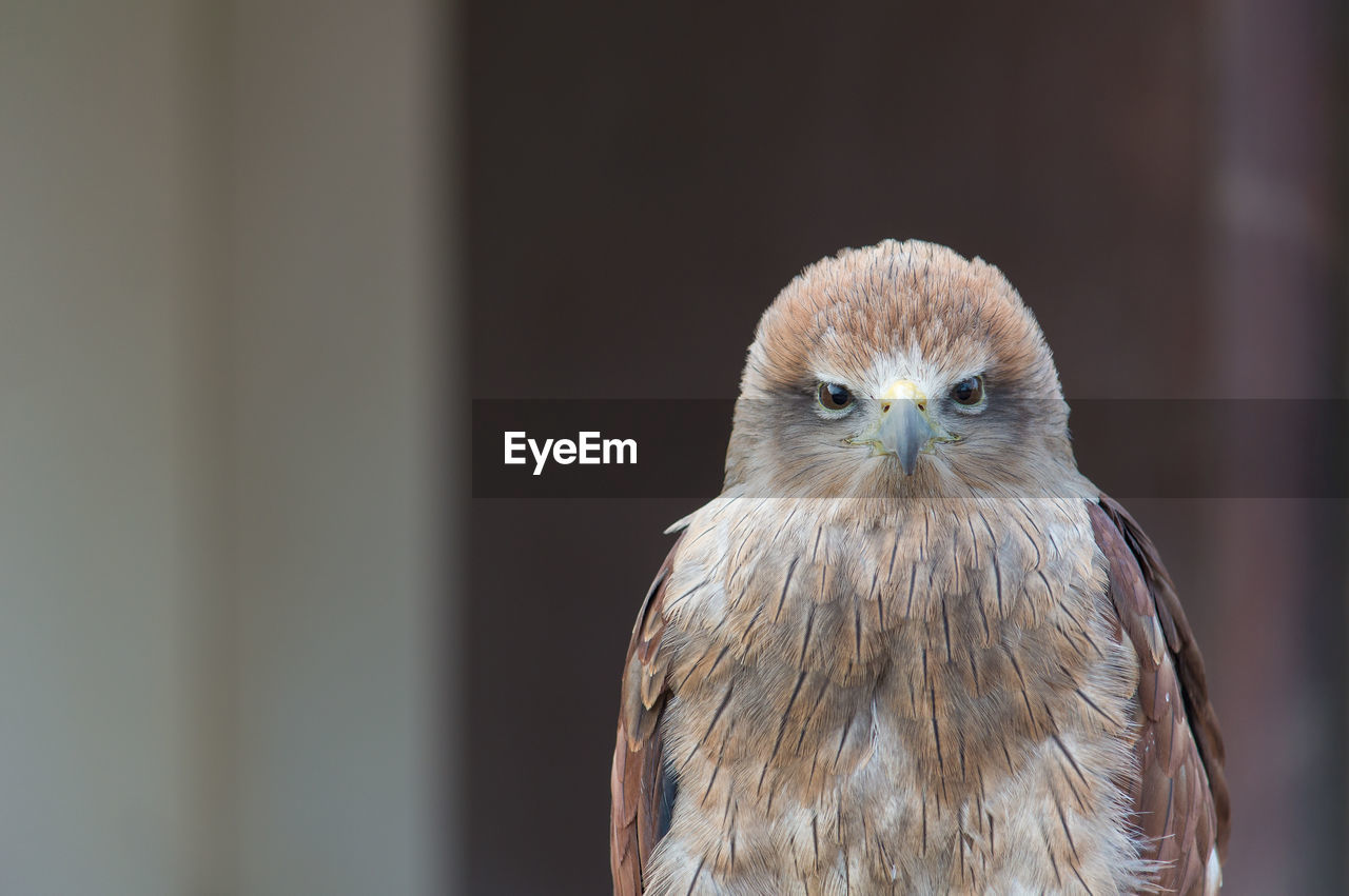 Close-up portrait of owl