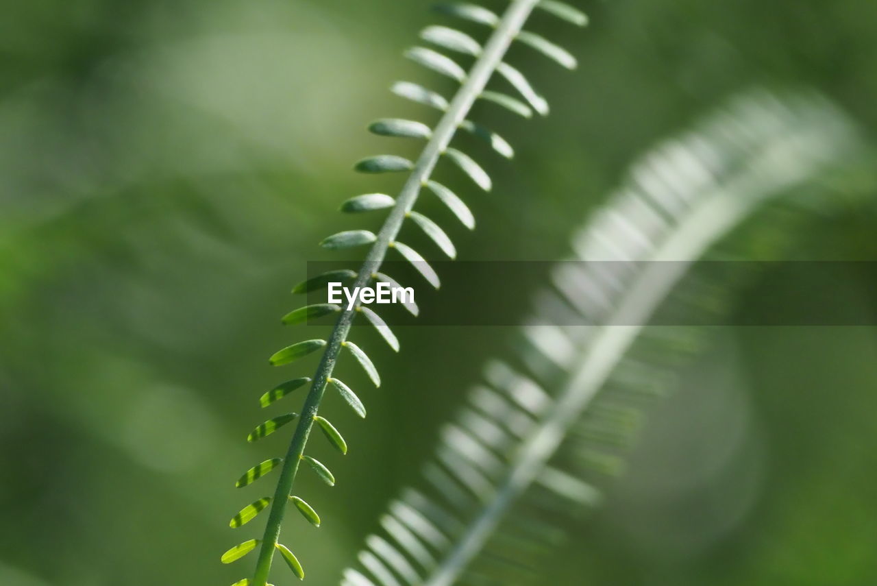 HIGH ANGLE VIEW OF FERN