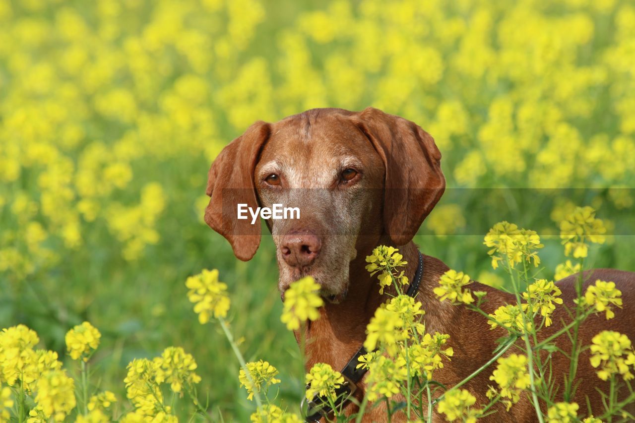 Portrait of dog on yellow field. vizsla