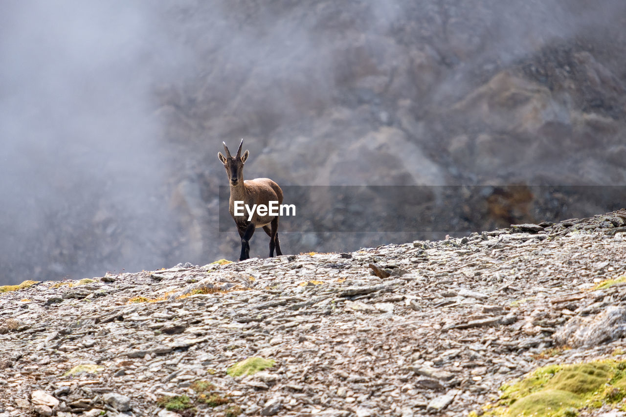 GIRAFFE STANDING ON ROCK