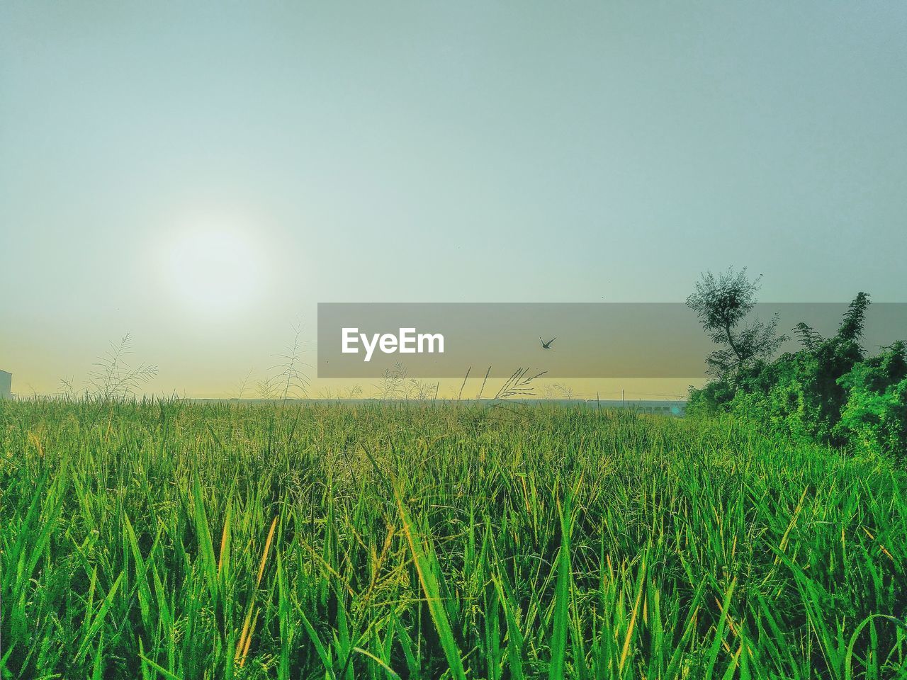 SCENIC VIEW OF FARM AGAINST SKY