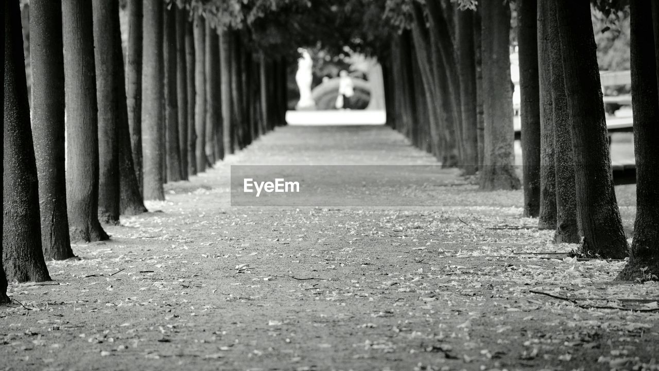 Empty footpath amidst trees in park