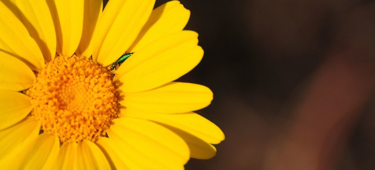 Close-up of insect on yellow flower