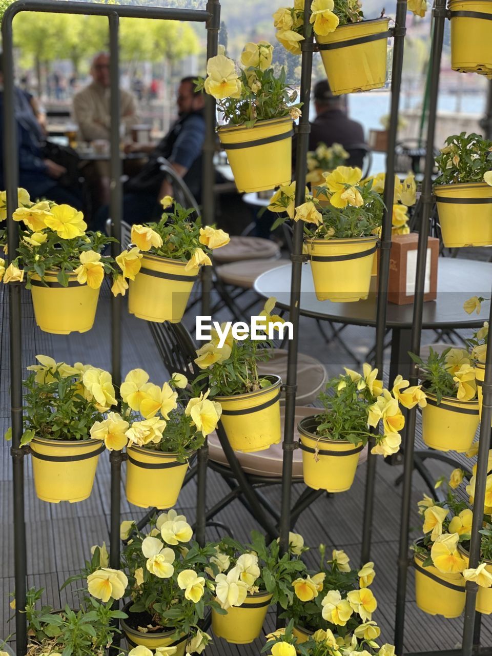 yellow, plant, flower, flowering plant, floristry, nature, growth, freshness, potted plant, floral design, beauty in nature, arrangement, retail, day, outdoors, business, no people, small business, fragility, business finance and industry, botany, flowerpot, greenhouse, large group of objects, abundance