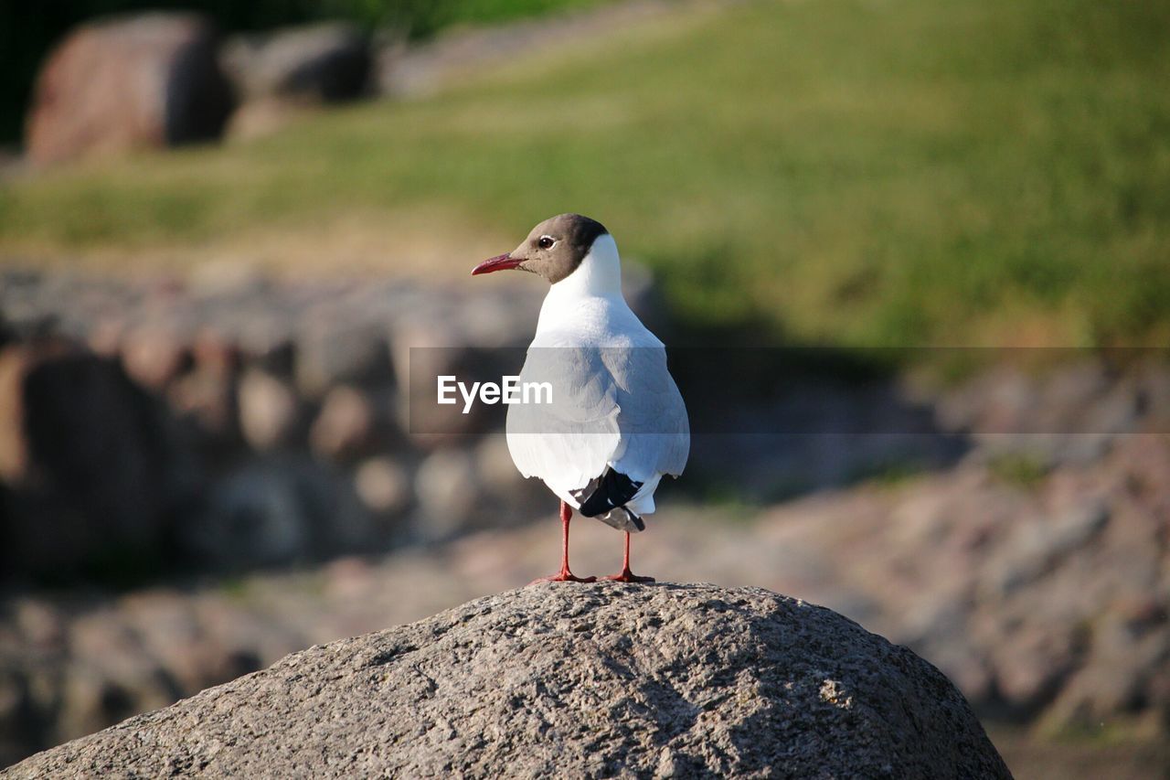 Close-up of seagull perching on rock