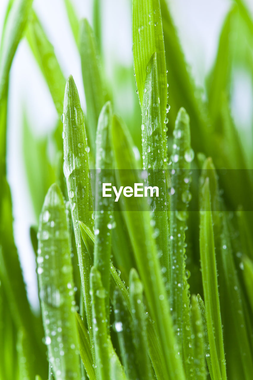 Close-up of wet plant