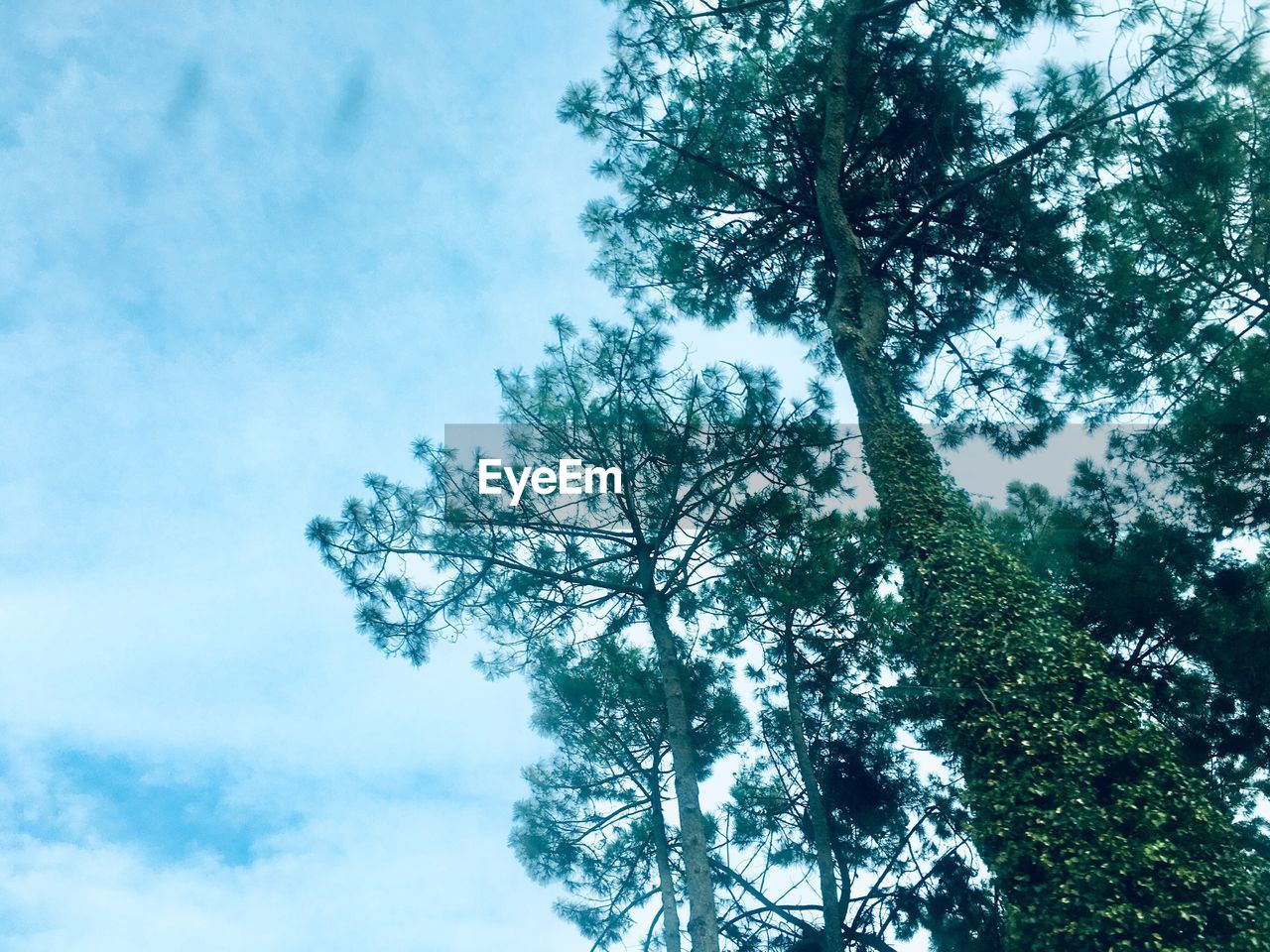 LOW ANGLE VIEW OF TREES AGAINST BLUE SKY