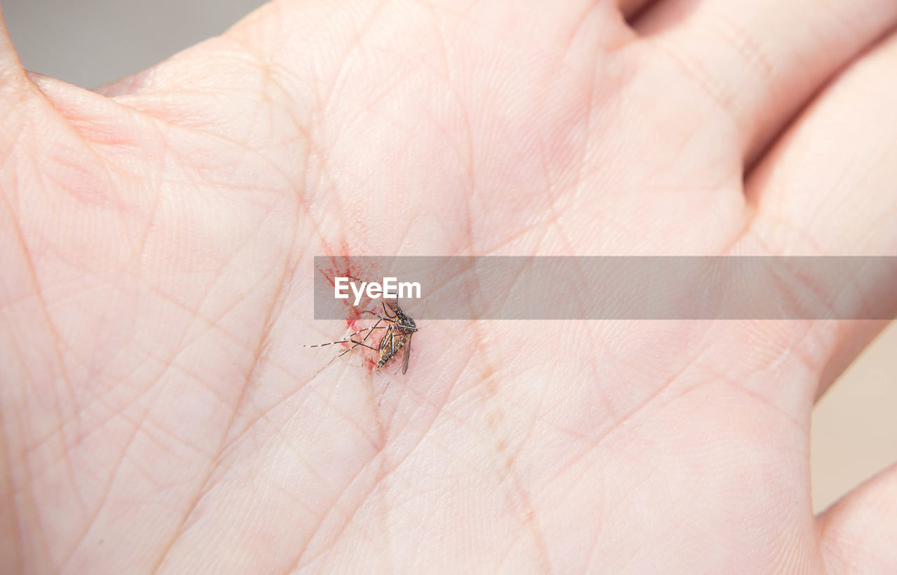 CLOSE-UP OF INSECT ON HAND HOLDING LEAF