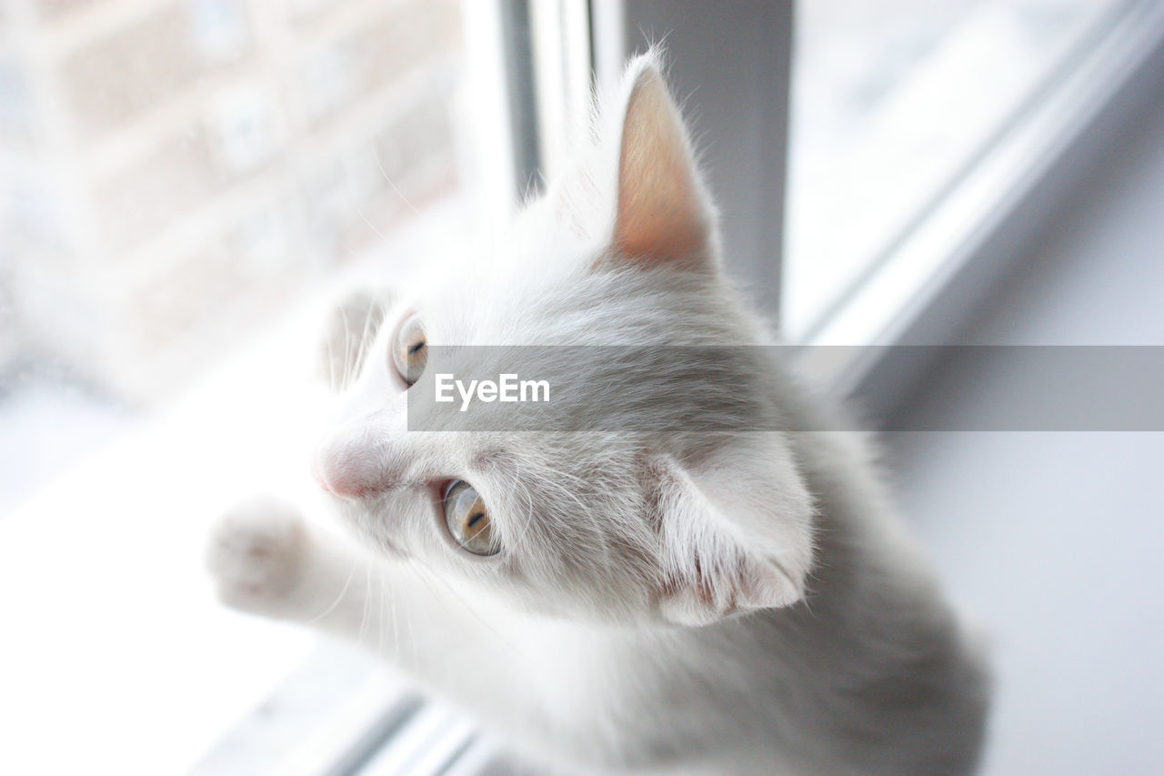 CLOSE-UP OF WHITE CAT