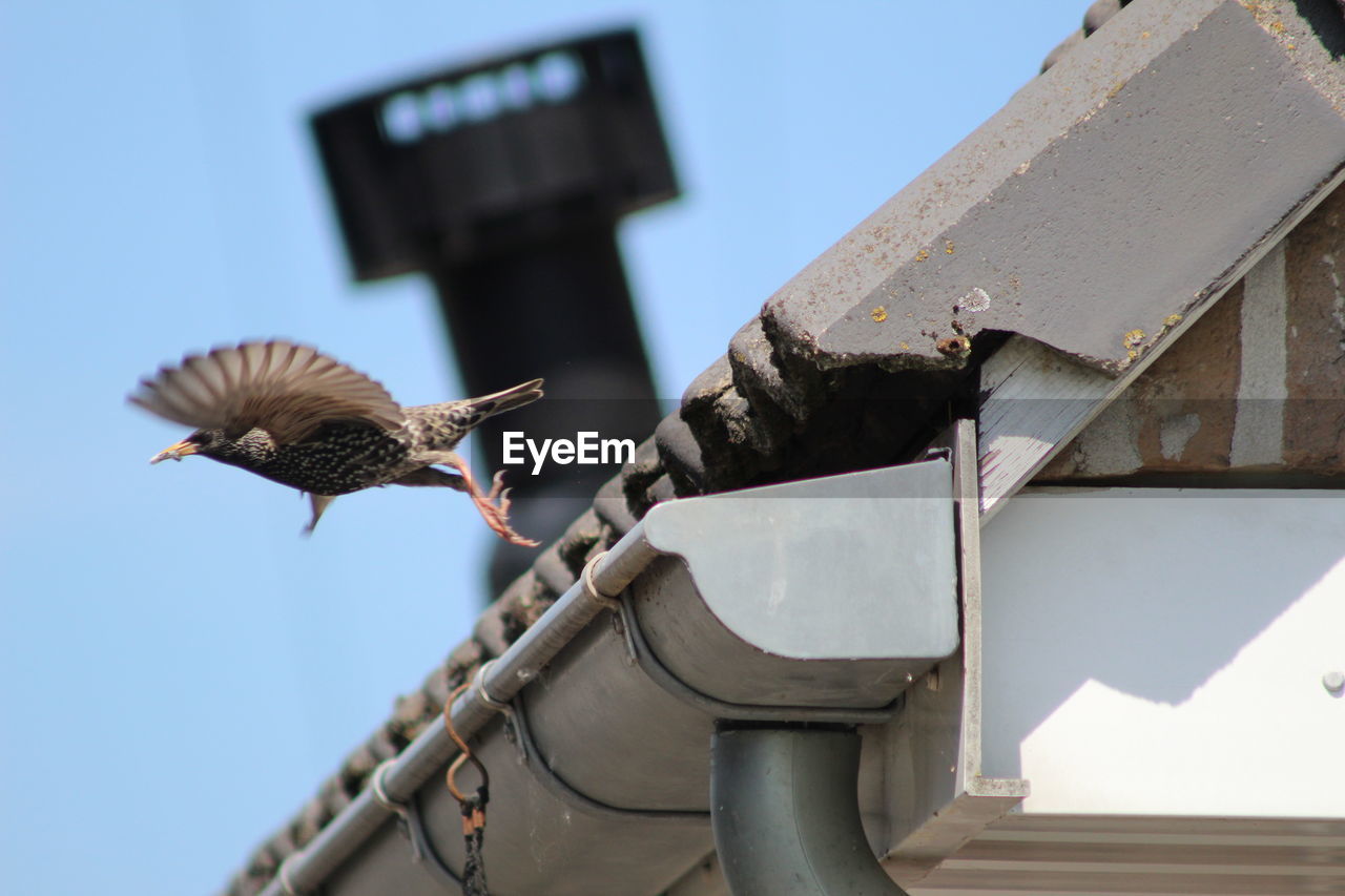 LOW ANGLE VIEW OF BIRD FLYING AGAINST SKY
