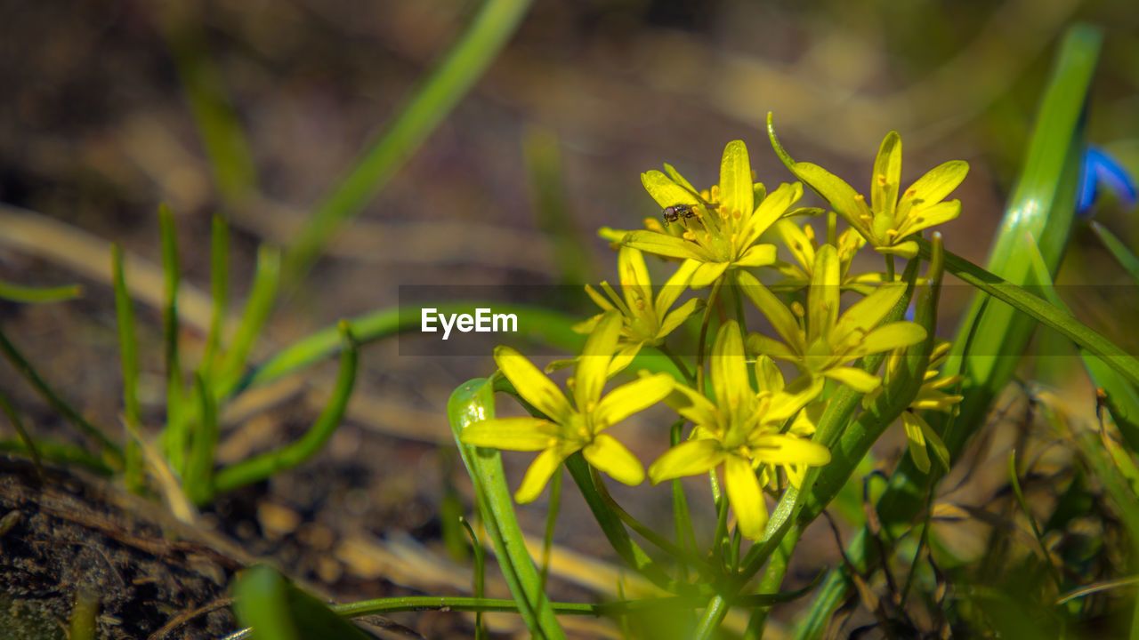 CLOSE-UP OF YELLOW FLOWER