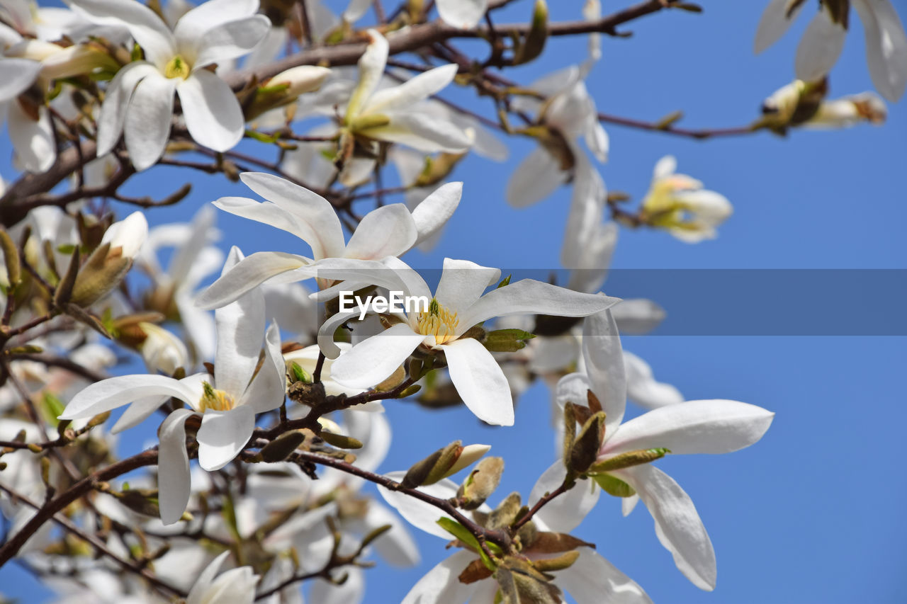 Low angle view of flowers blooming on tree