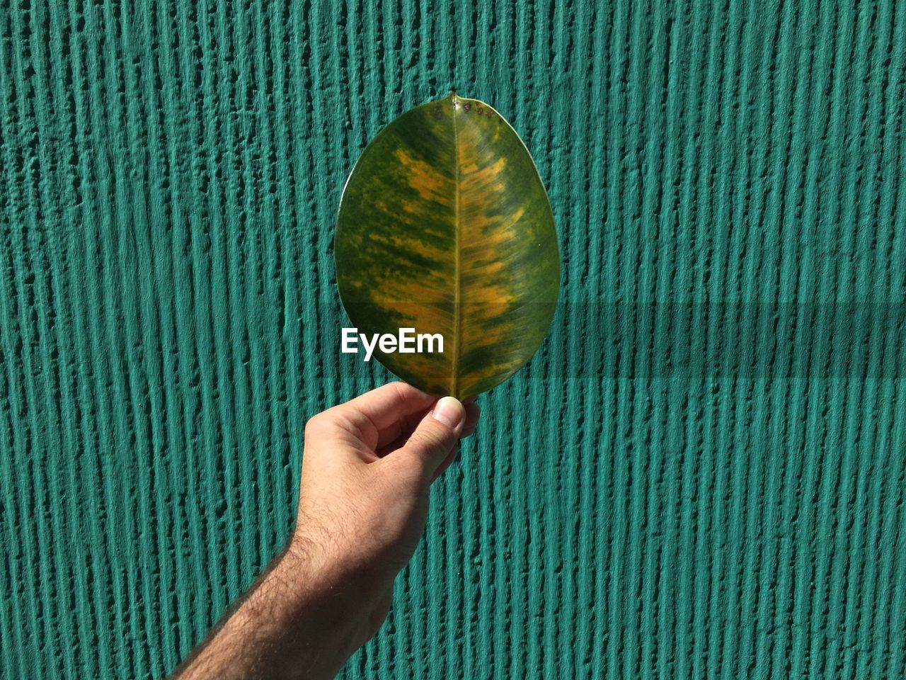 Cropped hand of man holding green and yellow leaf wall