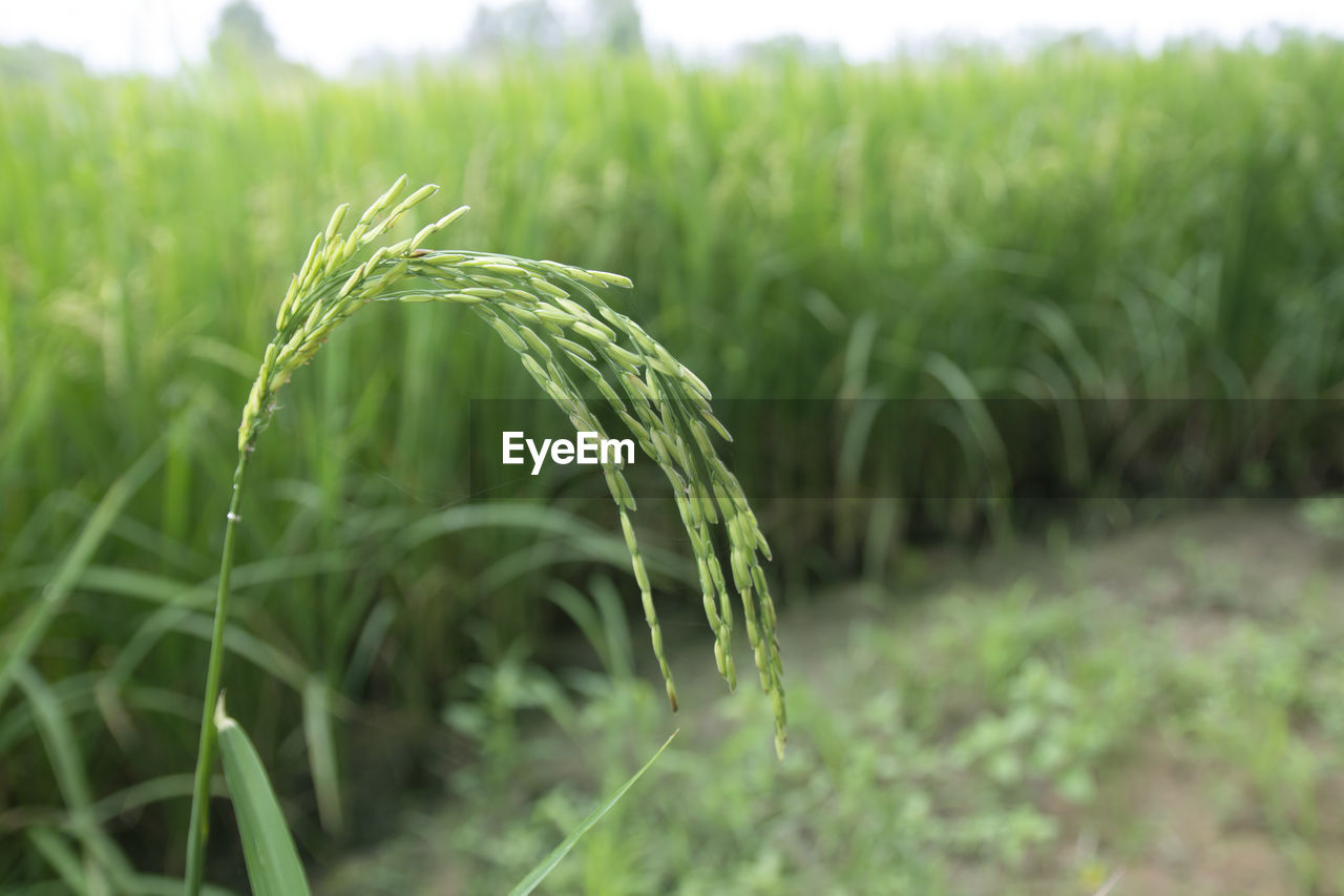 close-up of wheat growing in field