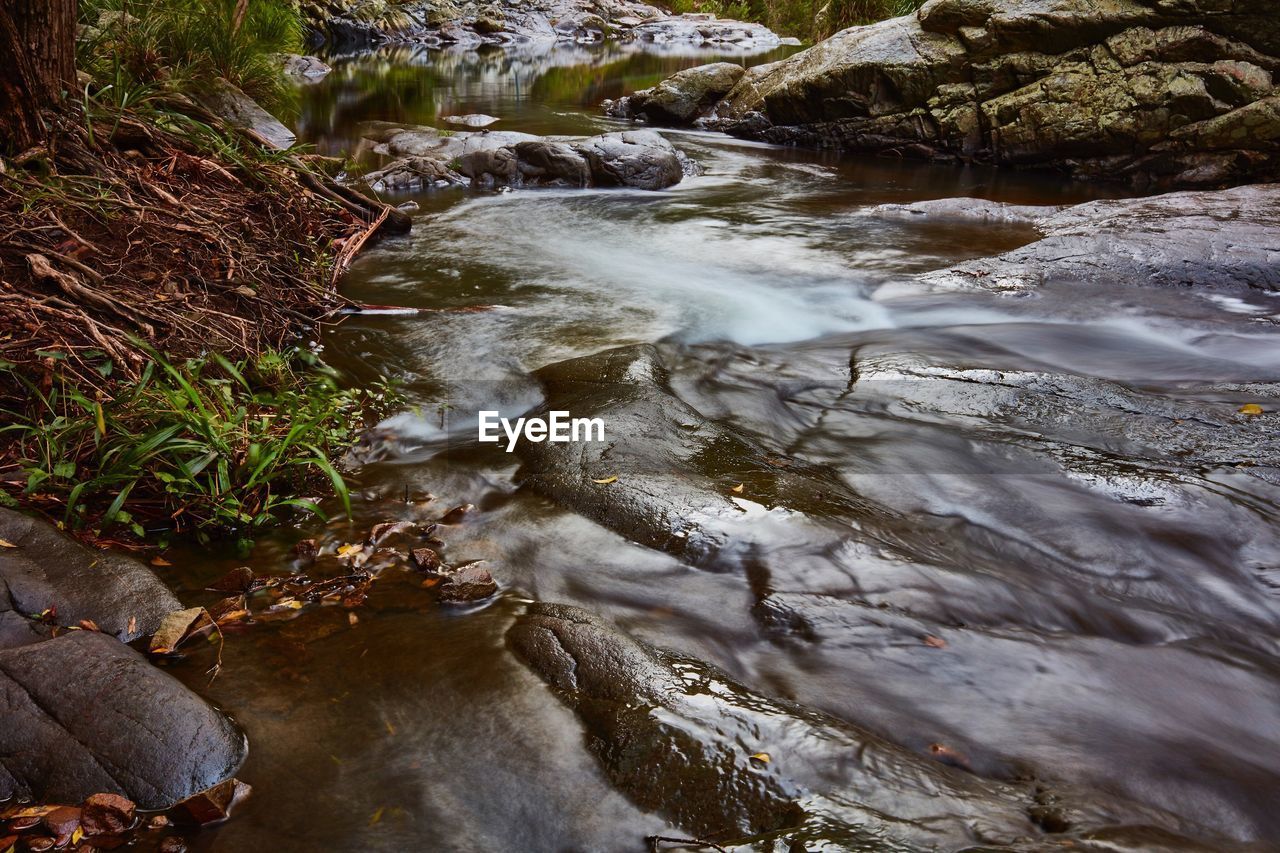River flowing through forest