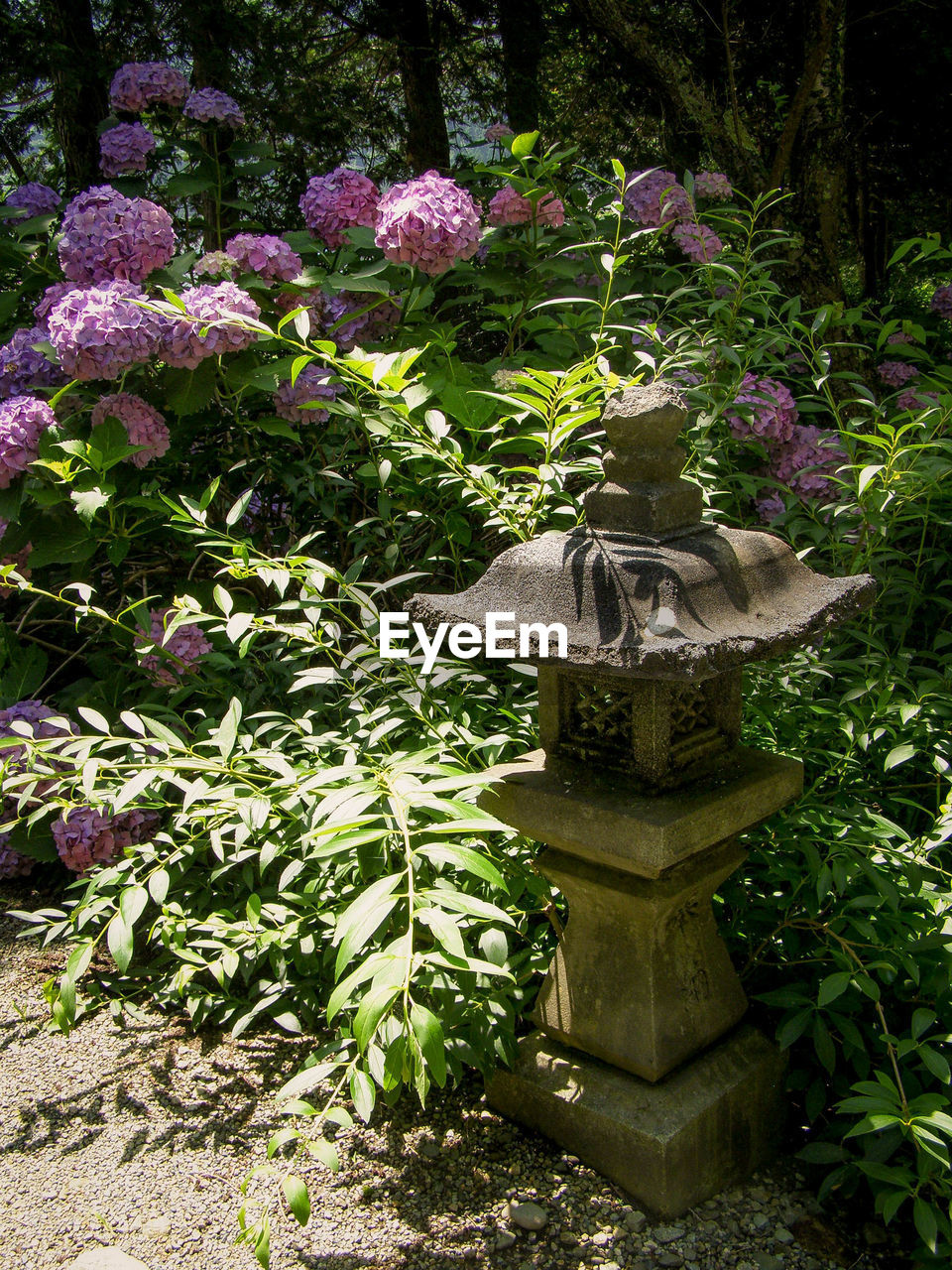 VIEW OF PLANTS IN PARK