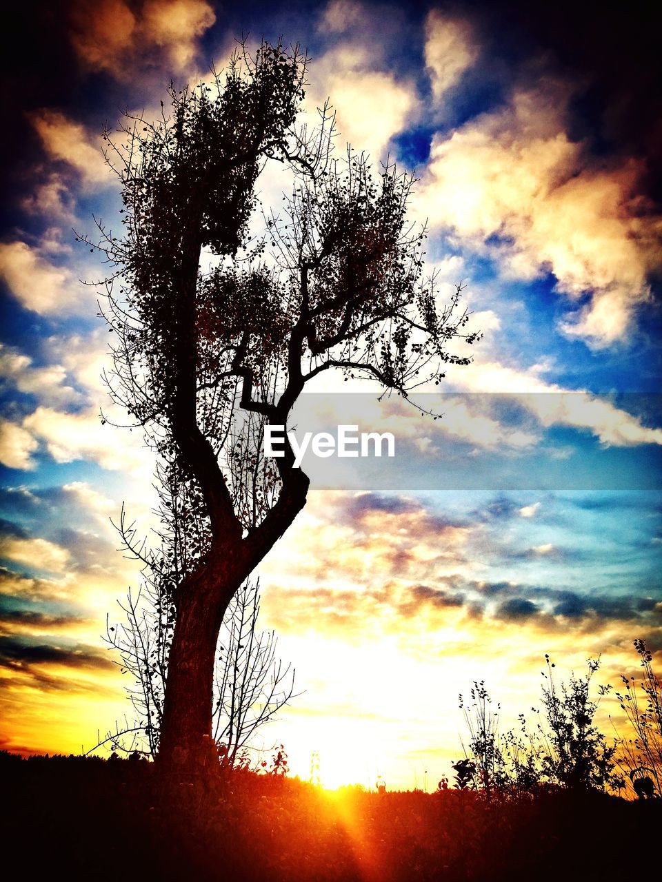 LOW ANGLE VIEW OF SILHOUETTE TREE AGAINST SKY