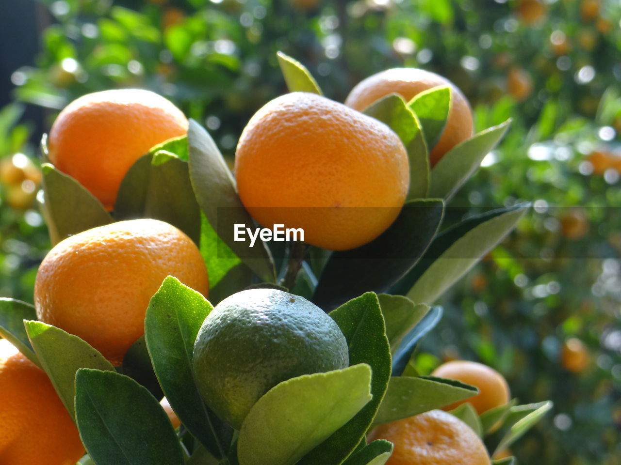 Close-up of oranges growing on tree