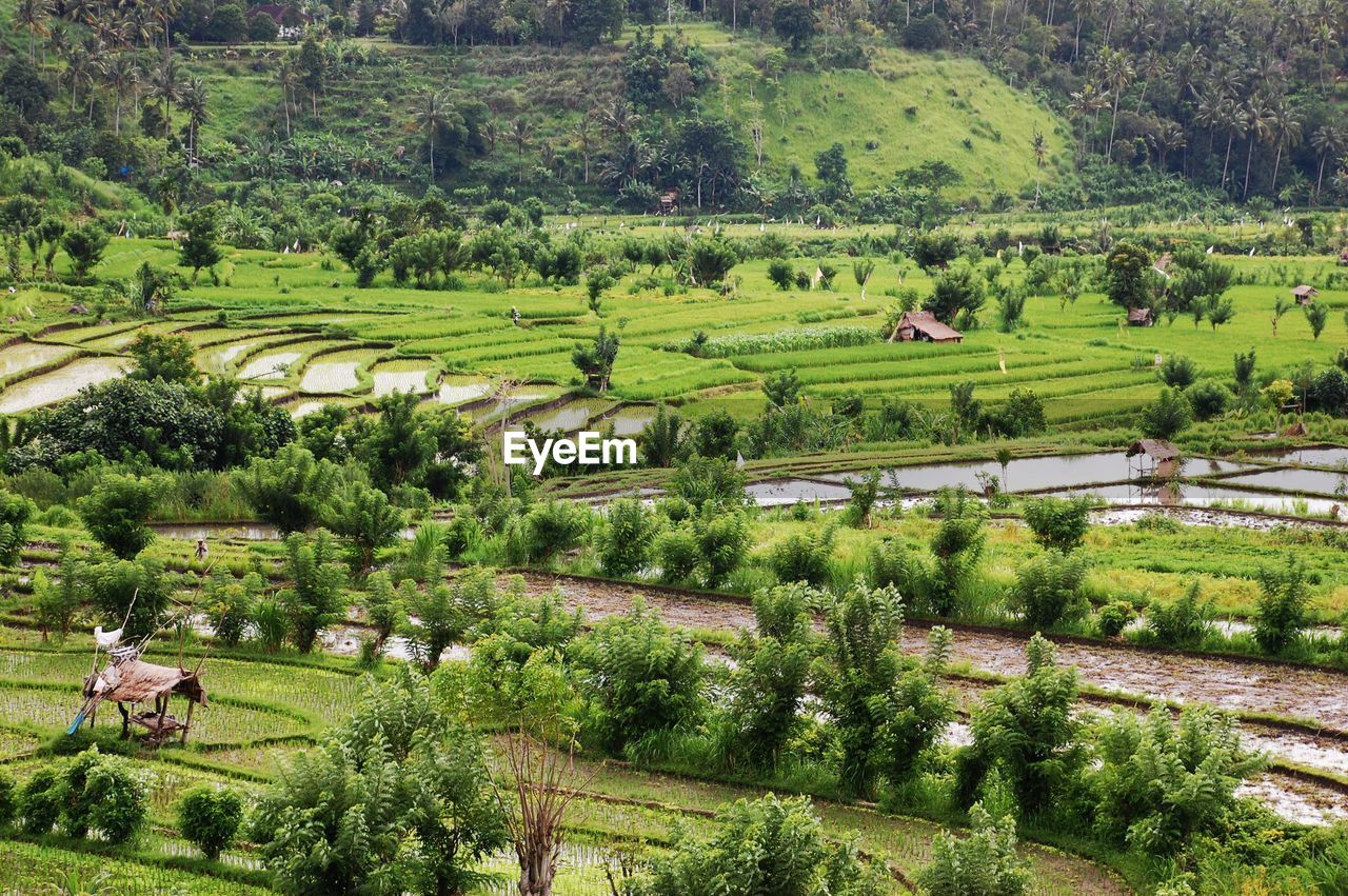 Scenic view of agricultural field