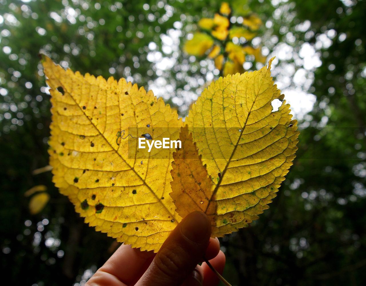 Close-up of dry leaves on sunny day