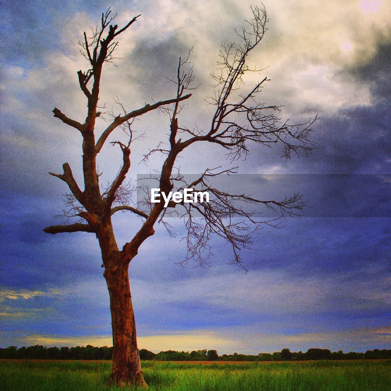 BARE TREES ON GRASSY FIELD AGAINST CLOUDY SKY