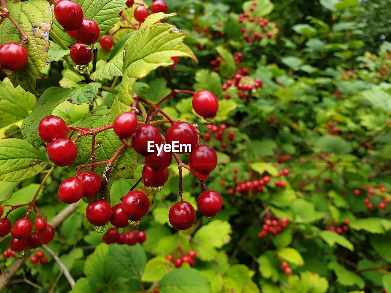 CLOSE-UP OF CHERRIES ON TREE