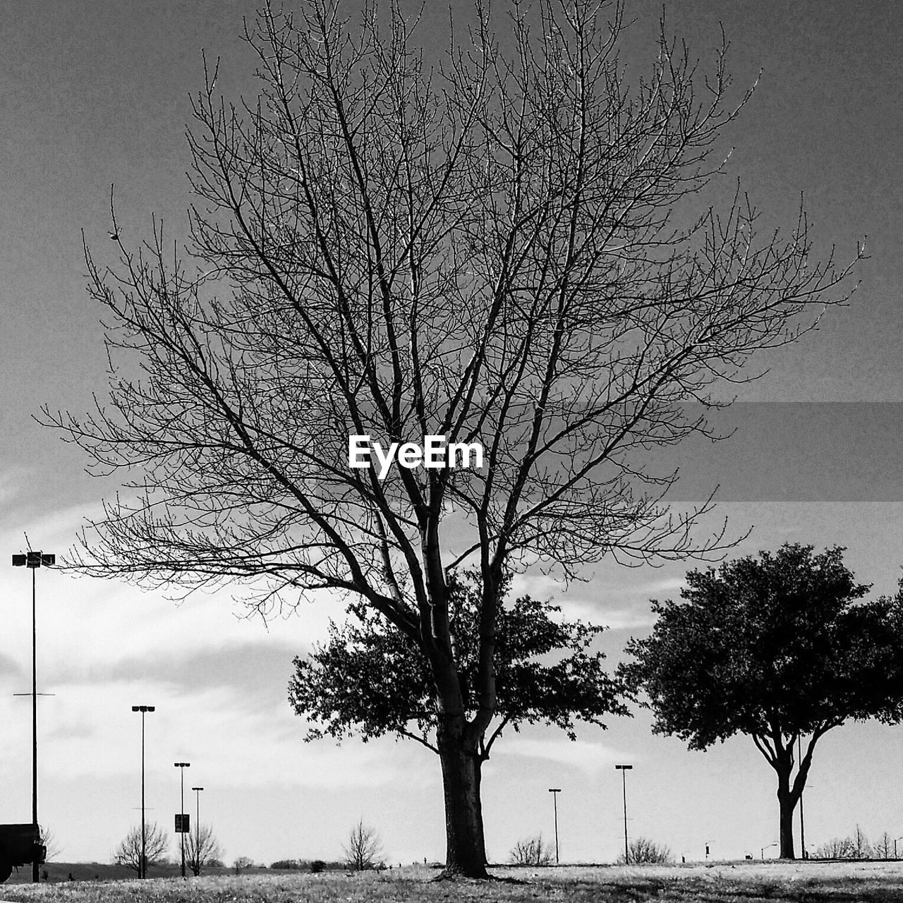 VIEW OF BARE TREES AGAINST SKY