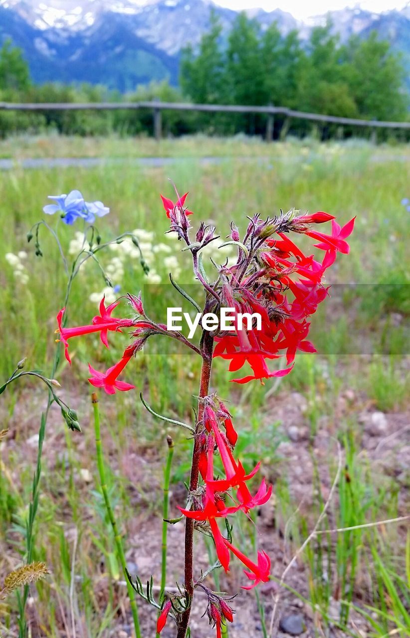 CLOSE-UP OF RED FLOWERS