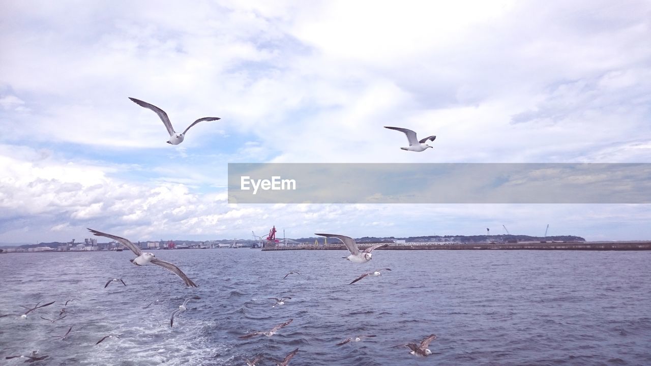 SEAGULLS FLYING IN SEA