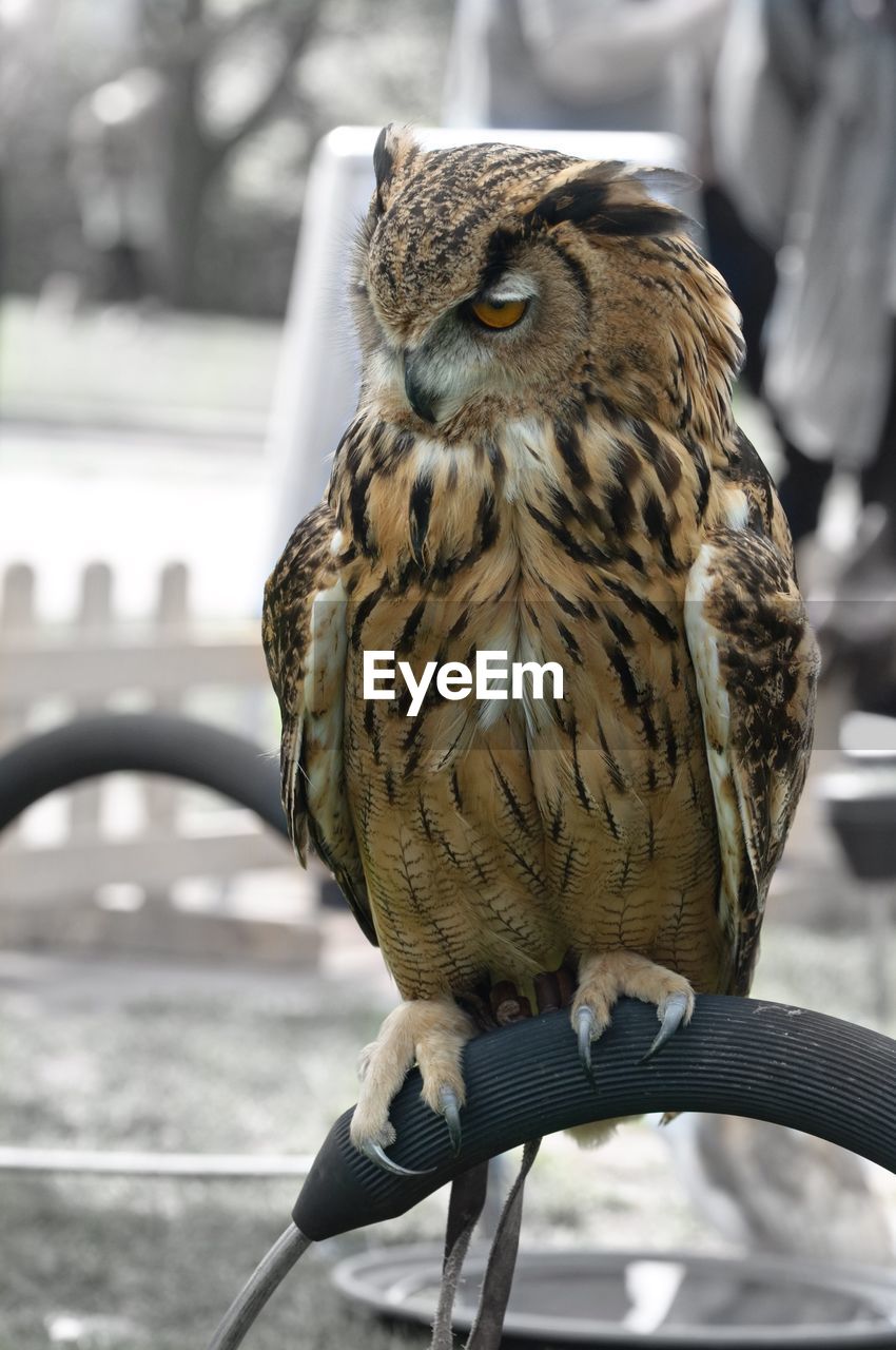 Close-up of owl perching