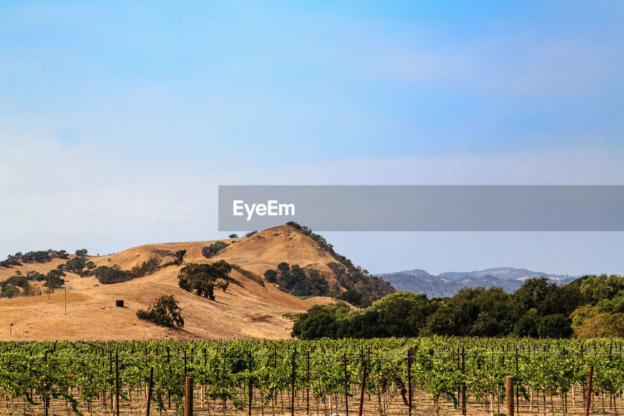 Scenic view of vineyard against sky