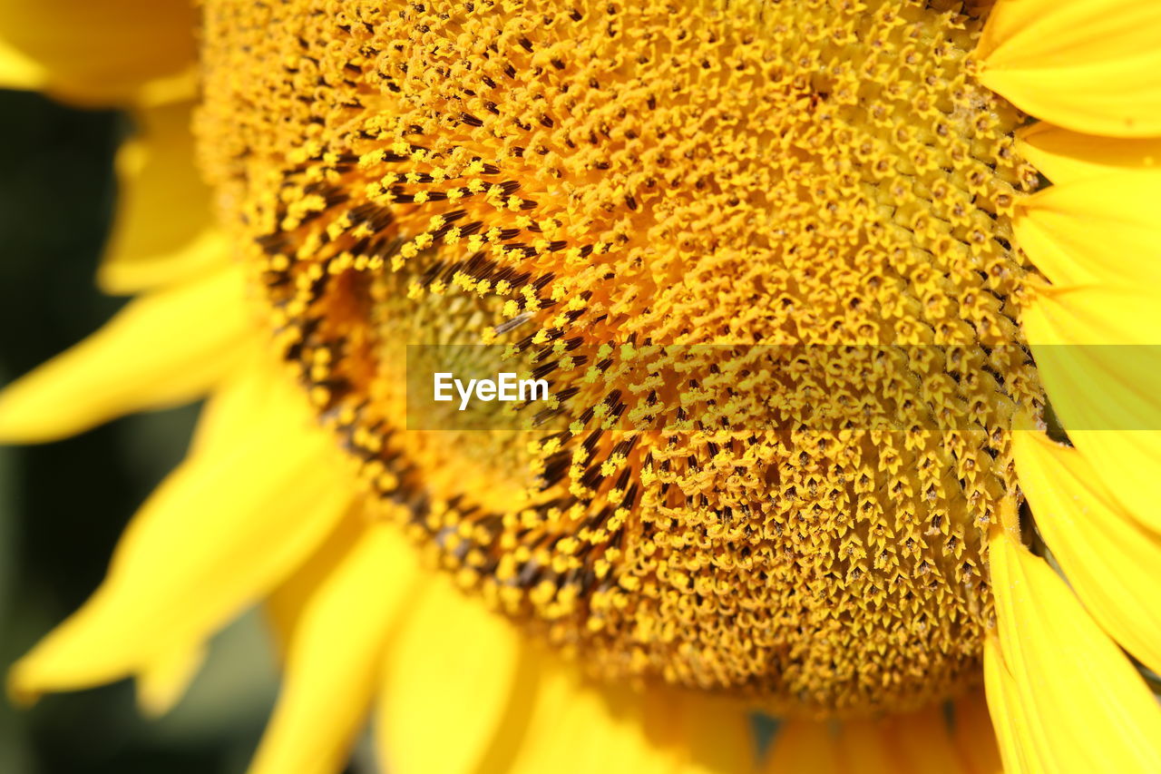 EXTREME CLOSE-UP OF YELLOW FLOWER