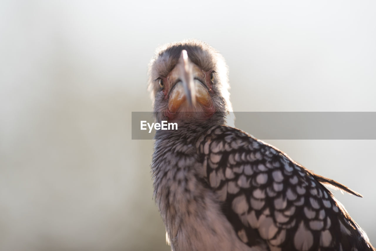 CLOSE-UP OF A BIRD LOOKING