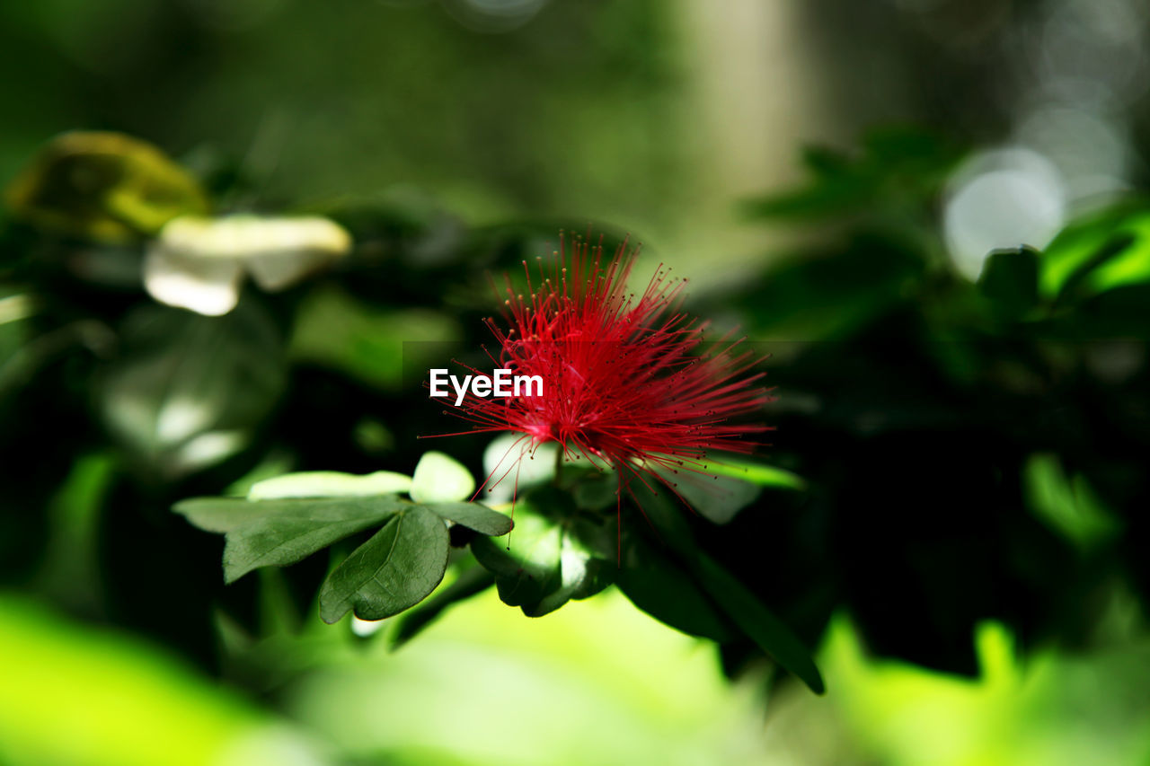 CLOSE-UP OF RED FLOWER BLOOMING