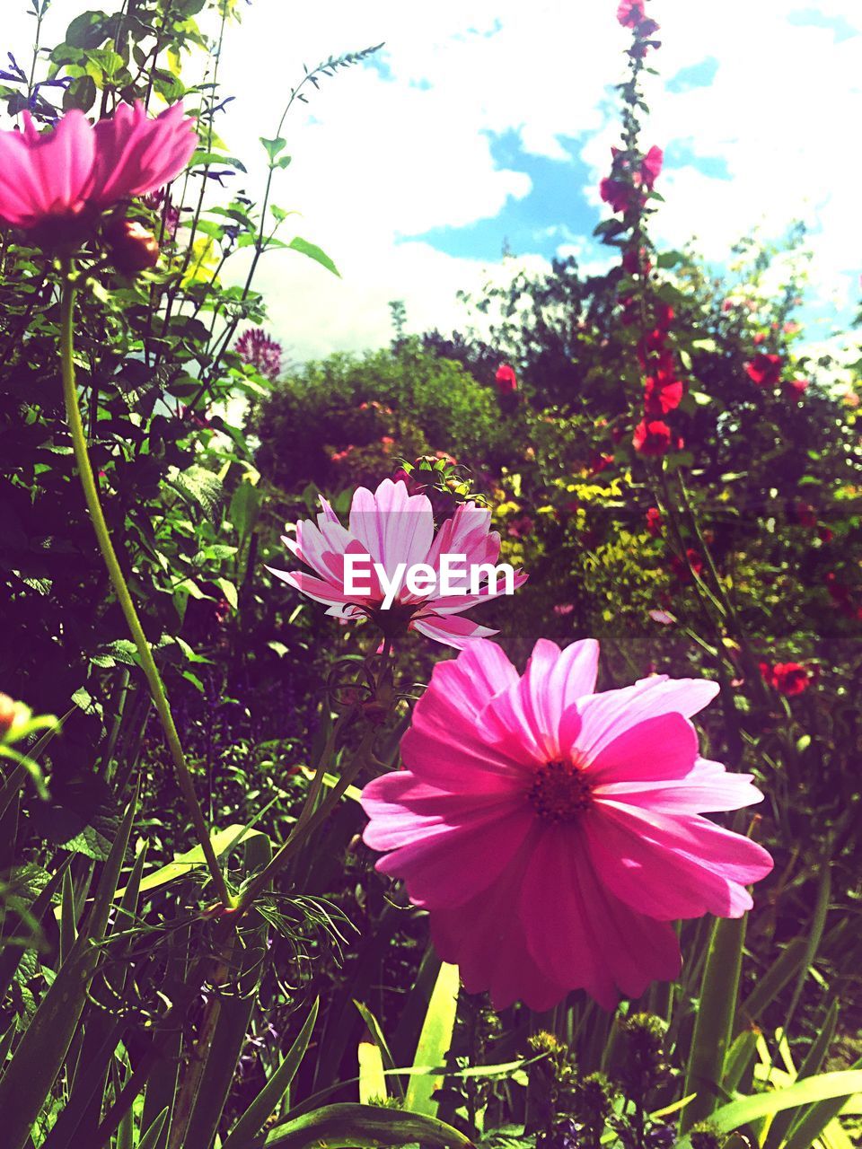 CLOSE-UP OF PINK FLOWERS BLOOMING IN GARDEN