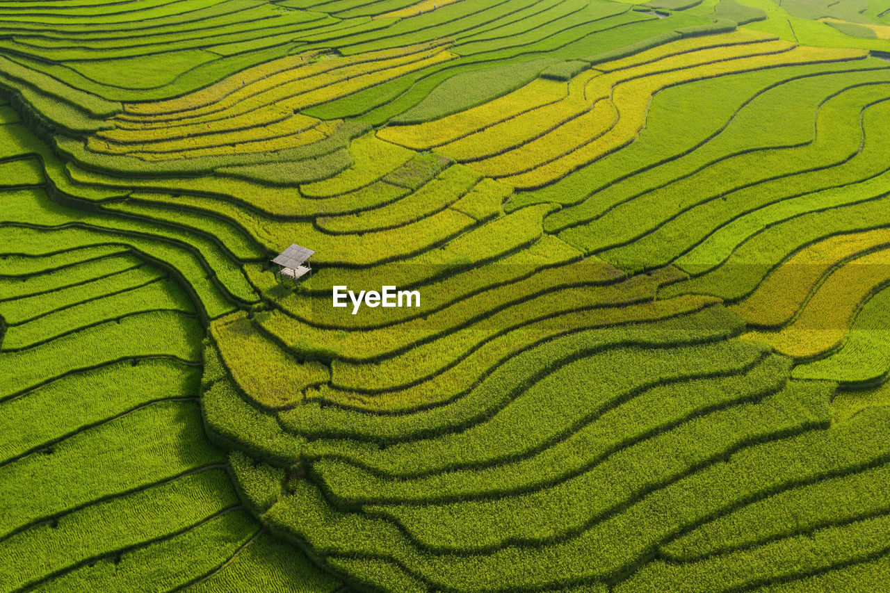 Full frame shot of terraced field