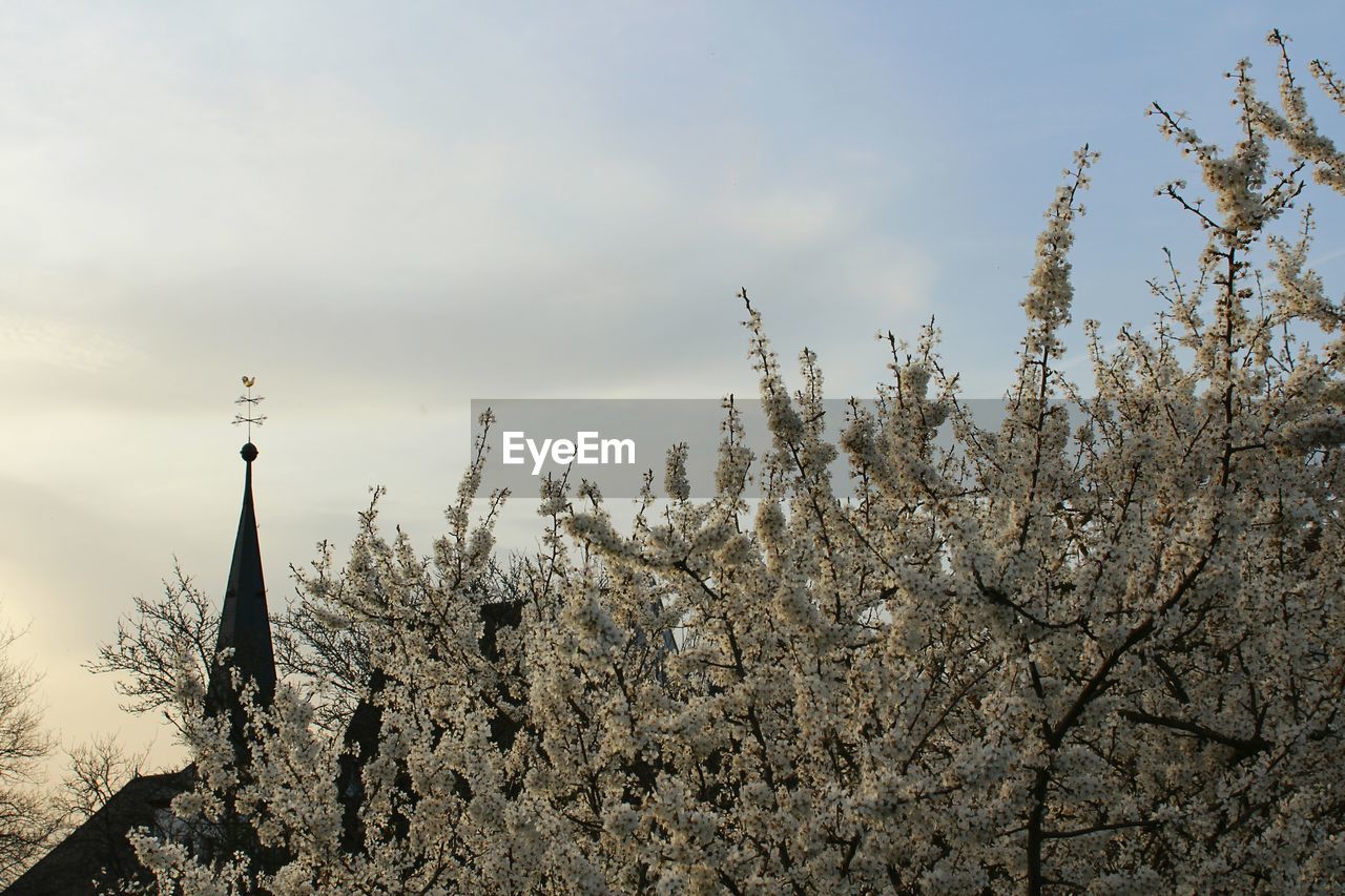 Low angle view of snow on plants against sky