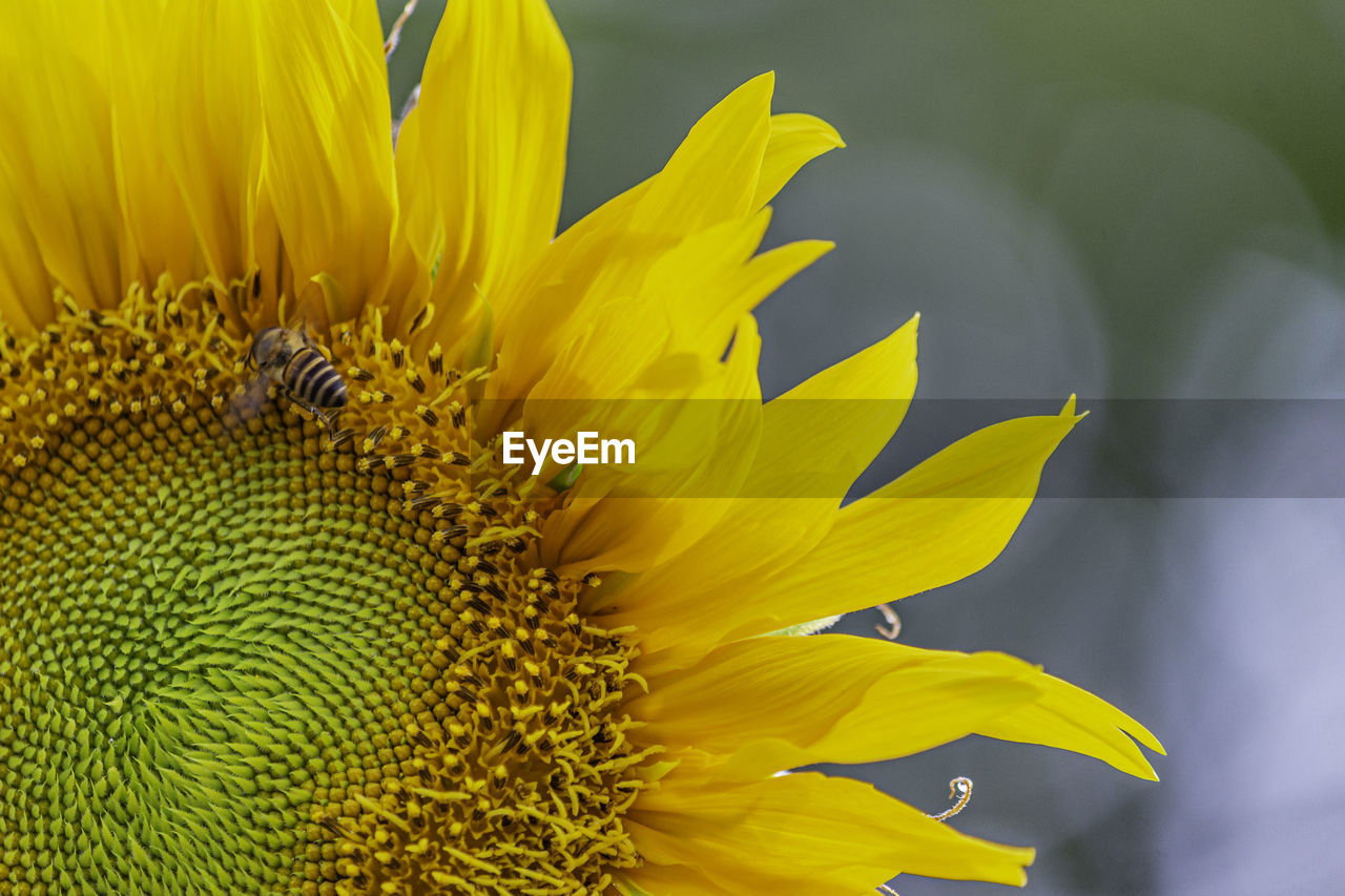 Close-up of honey bee on sunflower