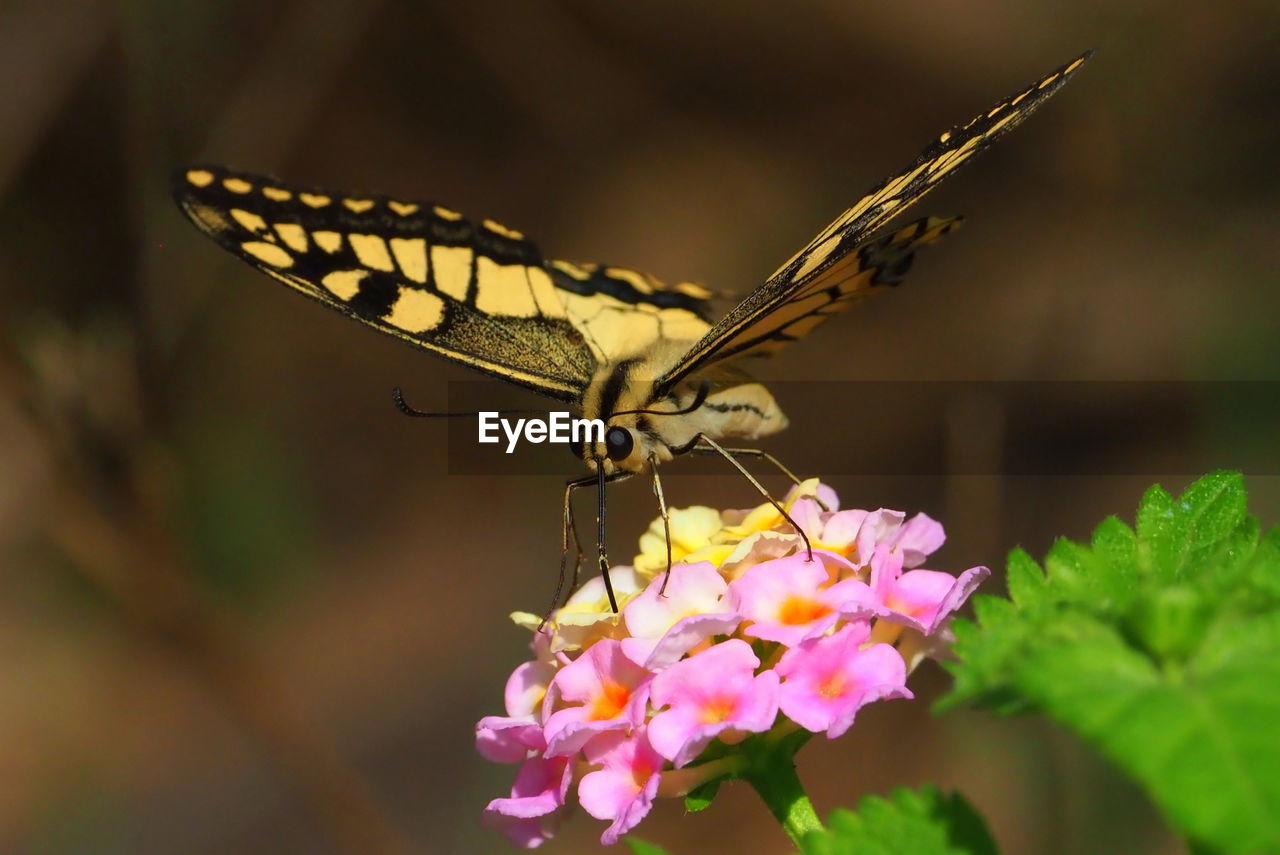 CLOSE-UP OF BUTTERFLY POLLINATING FLOWER