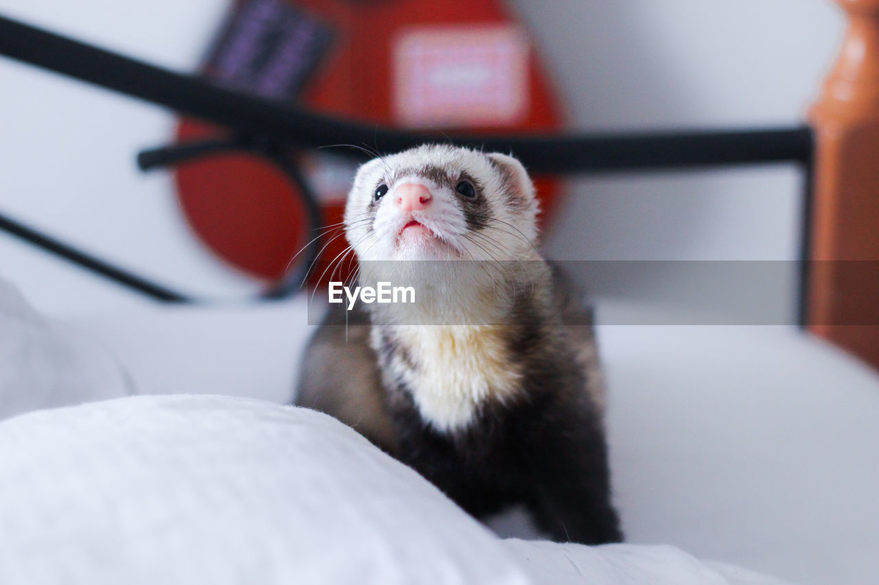 Close-up ferret relaxing on bed