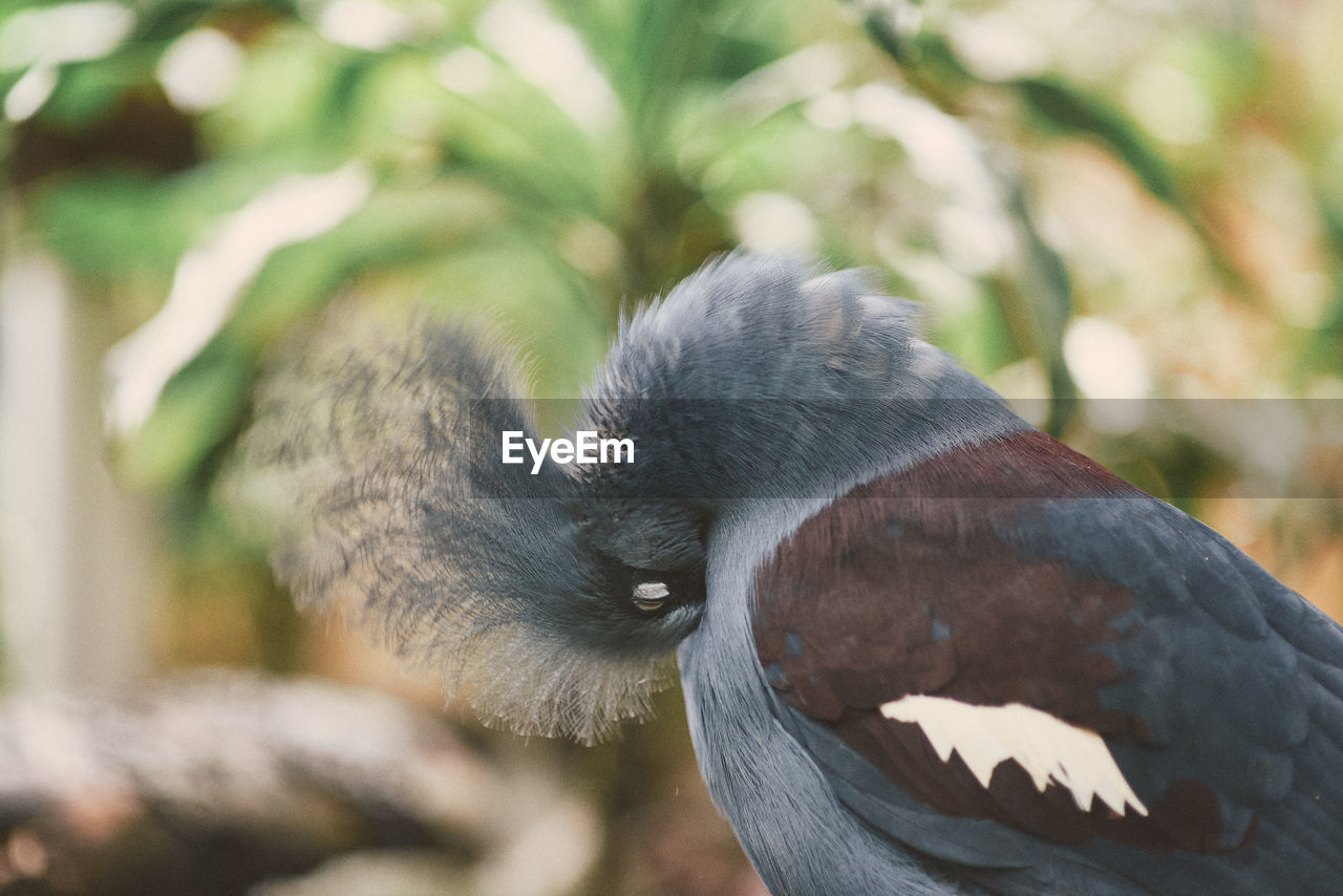 Close-up of bird at bird park