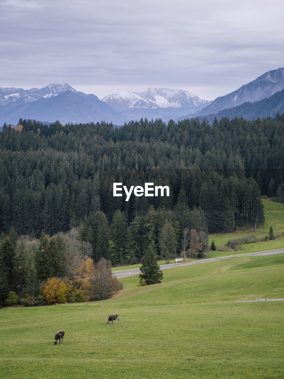 Cows grazing on field