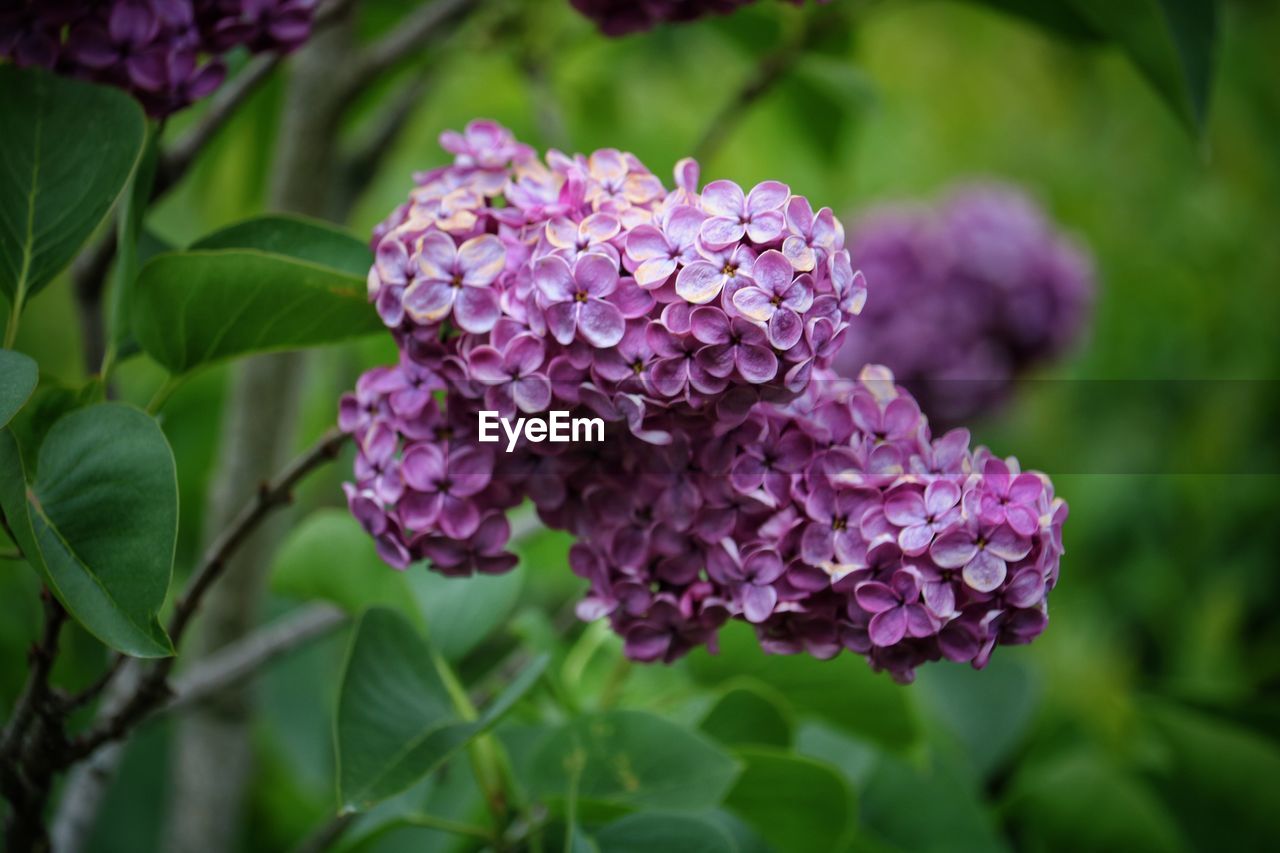 Close-up of pink flowering plant