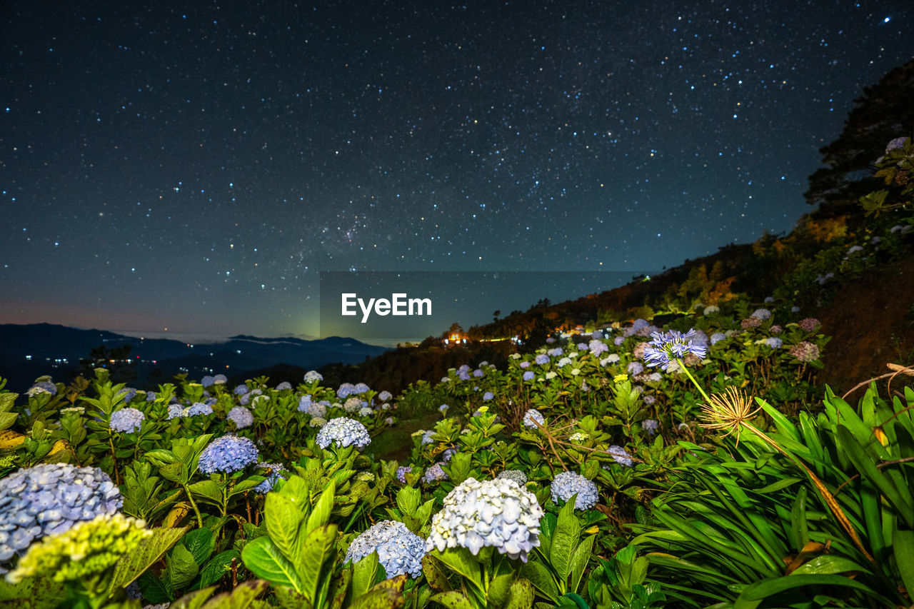 Beautiful flowers blloms under the starry skies at northern blossoms, atok, benguet, philippines.