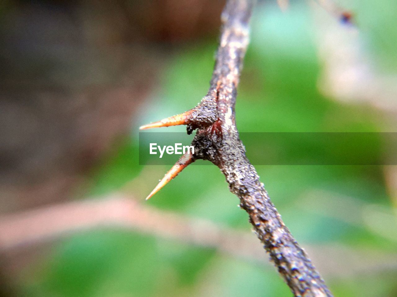 CLOSE-UP OF GRASSHOPPER ON TWIG